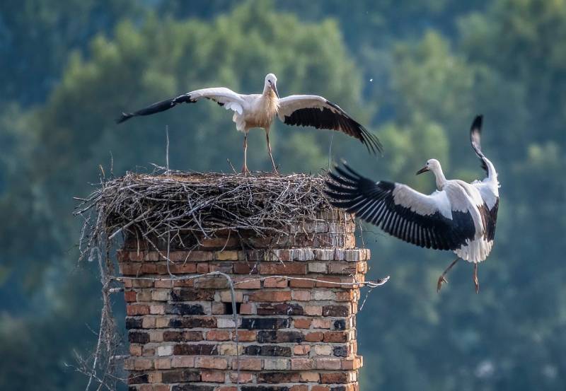 Professional Chimney Animal Removal Services in Auburn Hills, Michigan