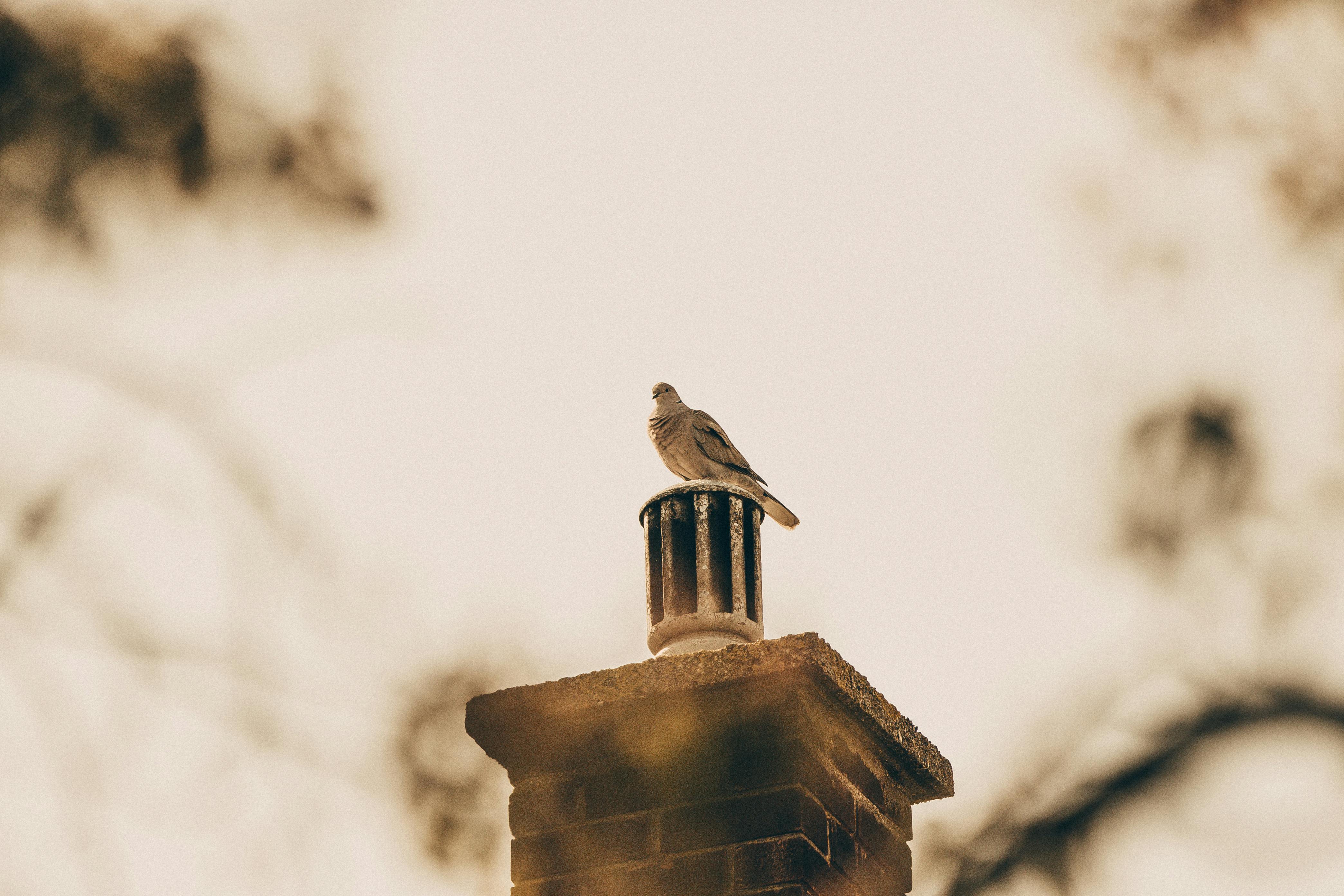 Expert Chimney Cap Installation in Auburn Hills, Michigan